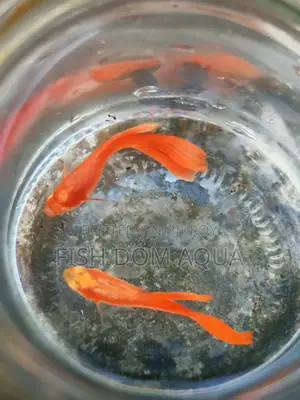 Albino Red Moscow Guppy