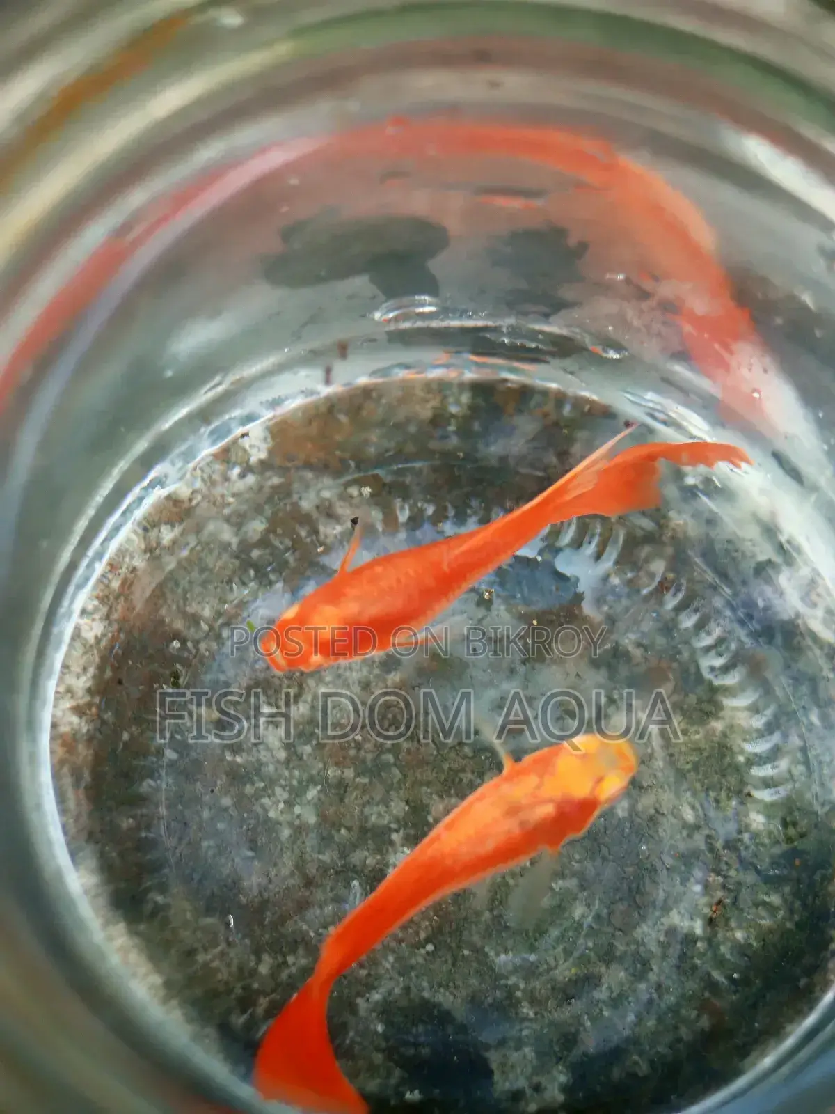 Albino Red Moscow Guppy