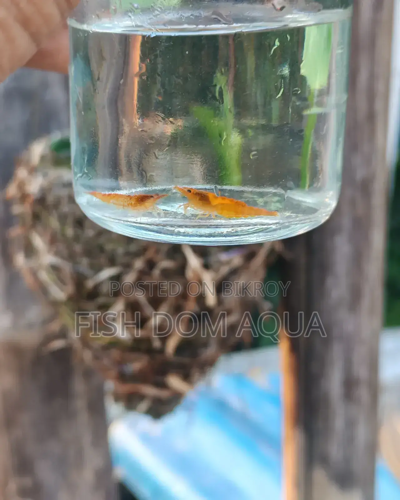 Orange Shrimp