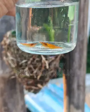 Orange Shrimp