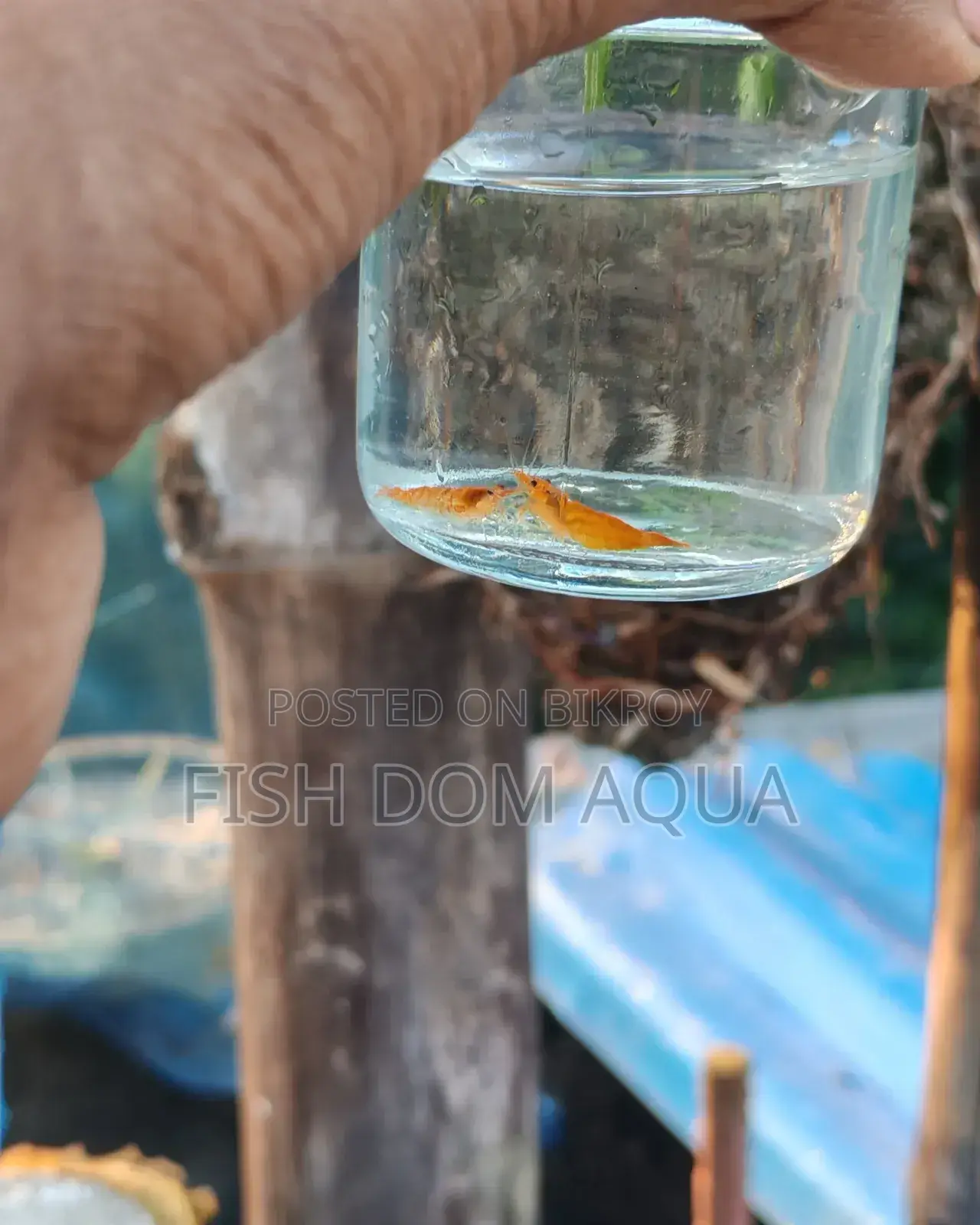 Orange Shrimp