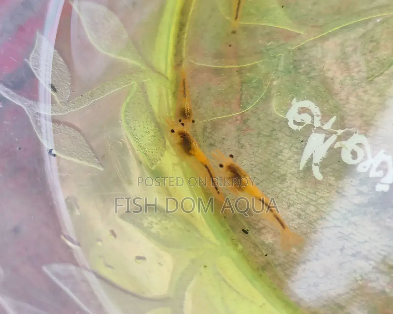 Orange Shrimp