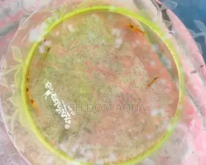 Orange Shrimp