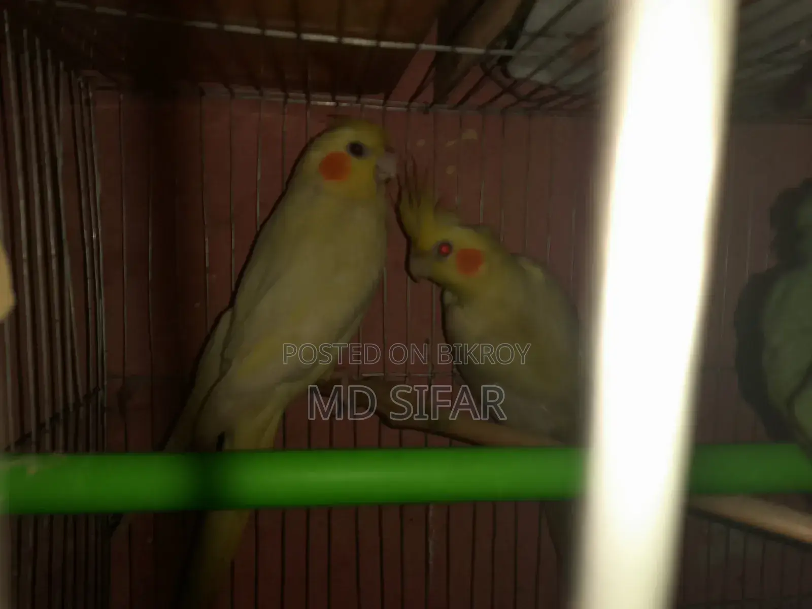 Cockatiel Bird