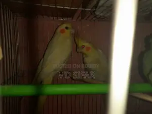 কোকা টেল পাখি