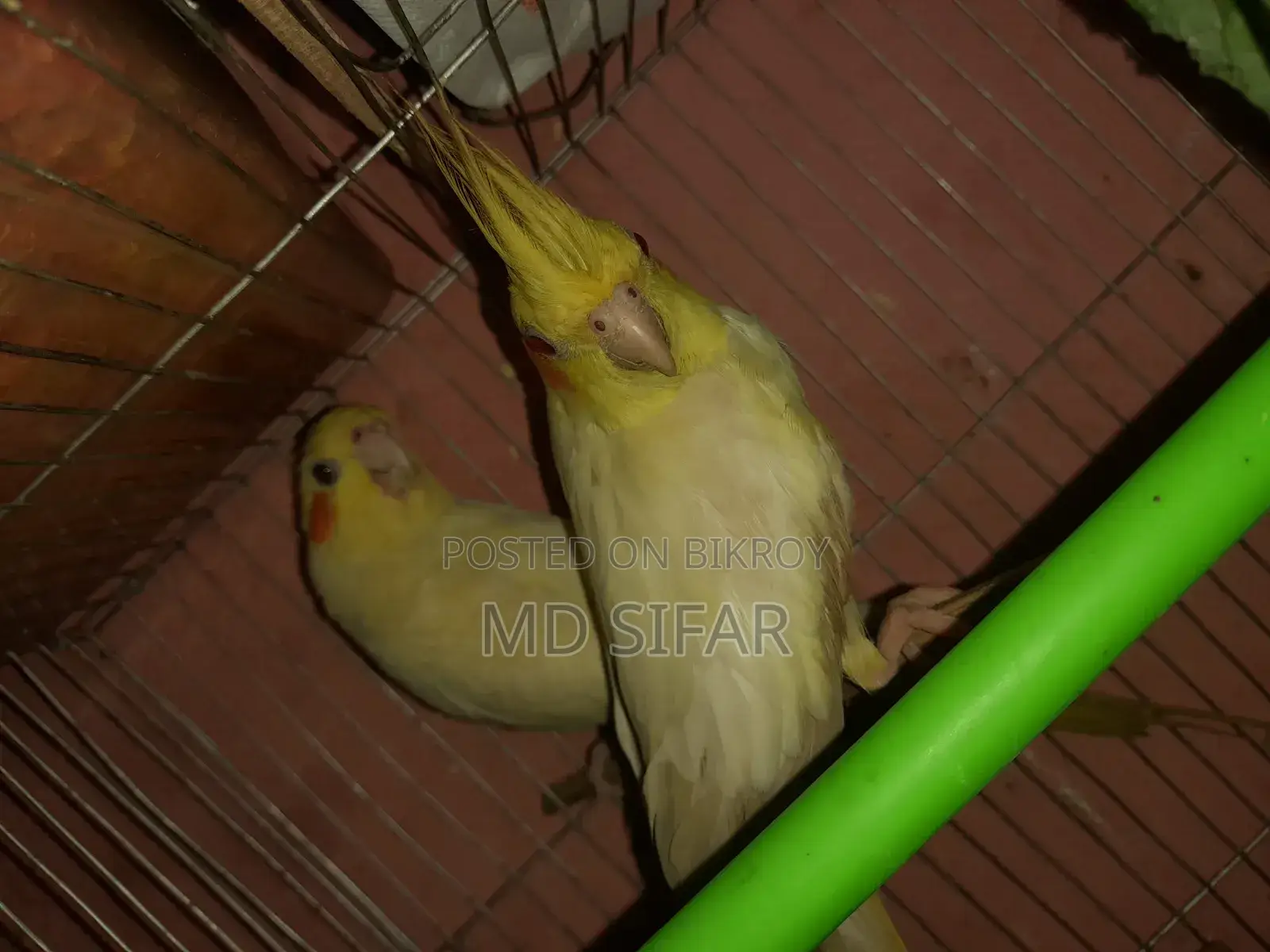Cockatiel Bird