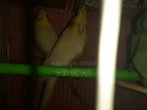 Cockatiel Bird