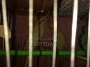 Cockatiel Bird