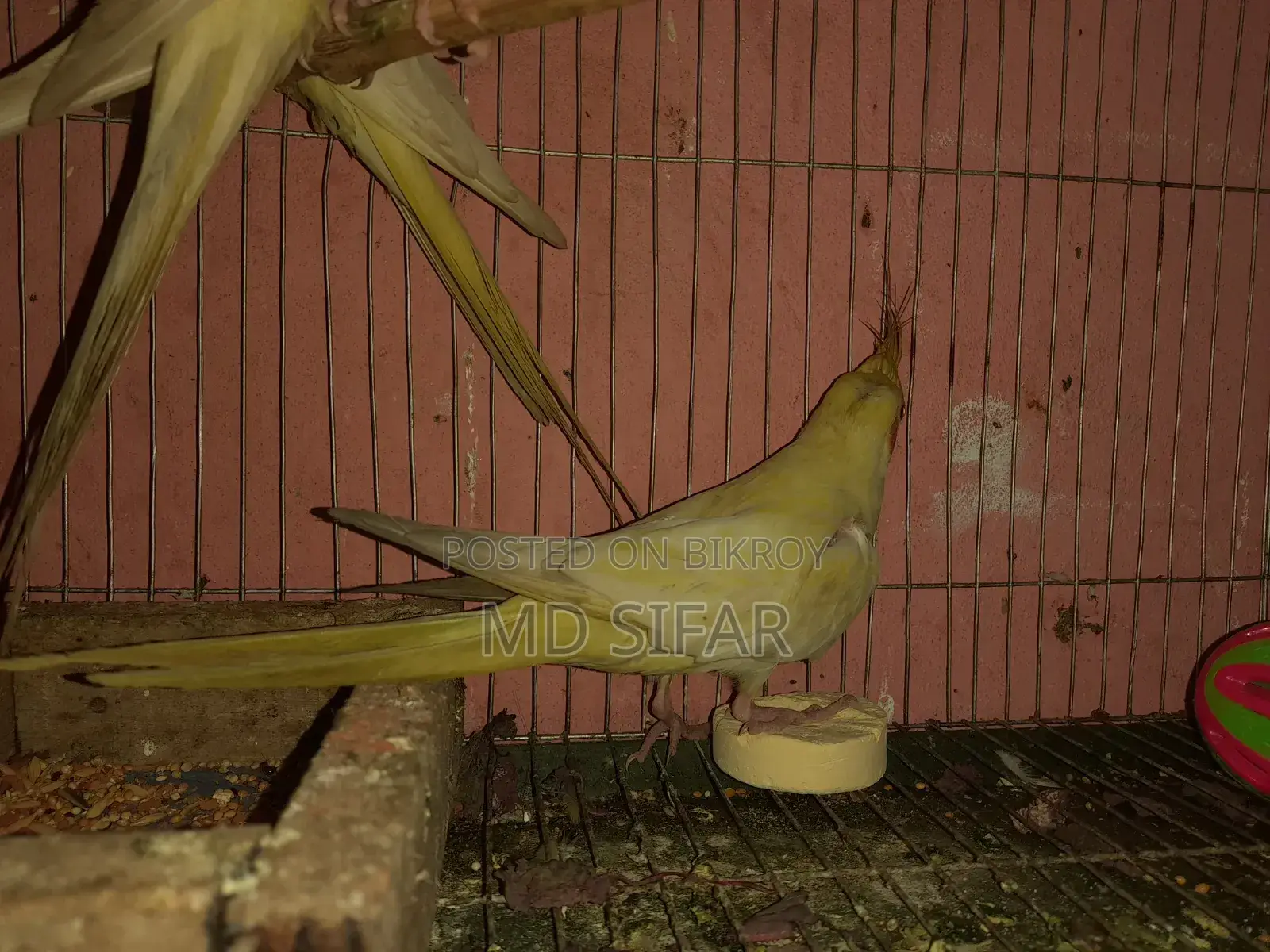Cockatiel Bird