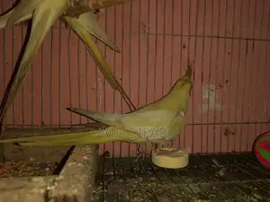 Cockatiel Bird