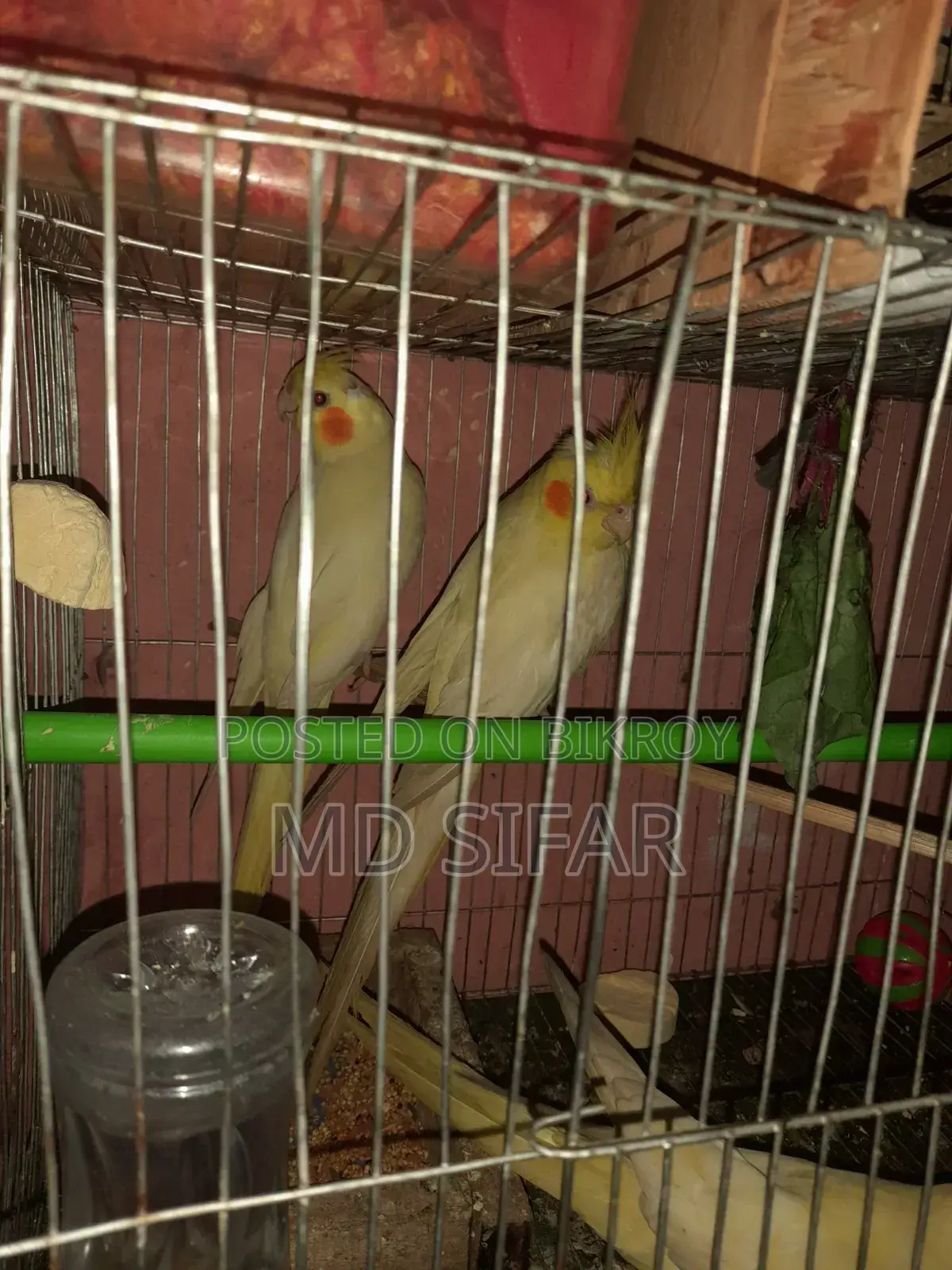 Cockatiel Bird
