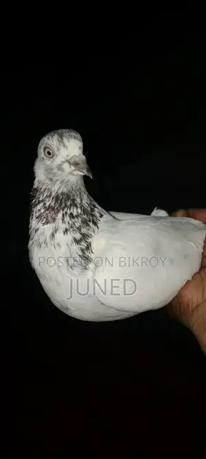 ভোচাল কবুতর