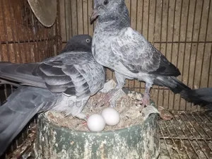 Silver Pigeon