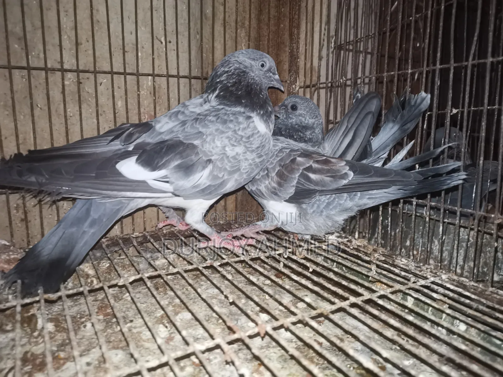 Silver Pigeon