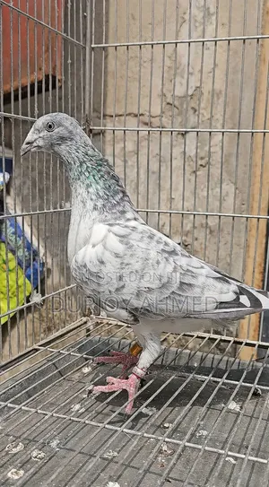 Silver Pigeon