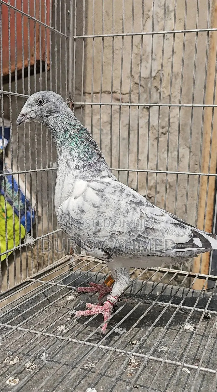 Silver Pigeon