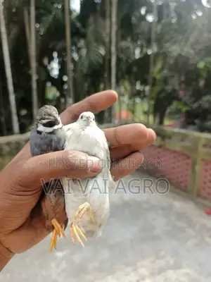রানিং কিং কোয়েল