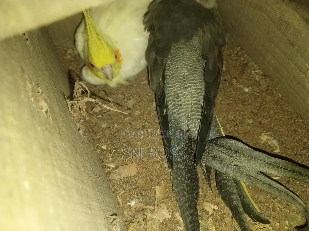 ককাটেল পাখি