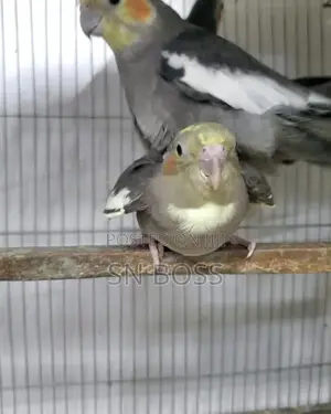 ককাটেল পাখি