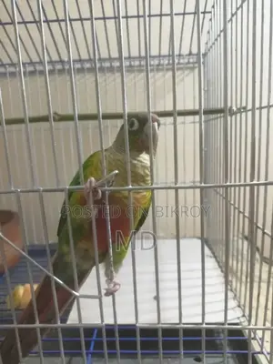 একটি টেমট গ্রিন চিক কনুর পাখি