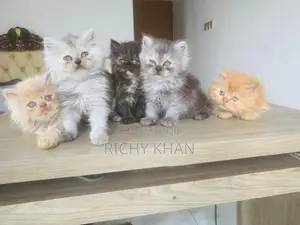1-3 Months Male Purebred Persian