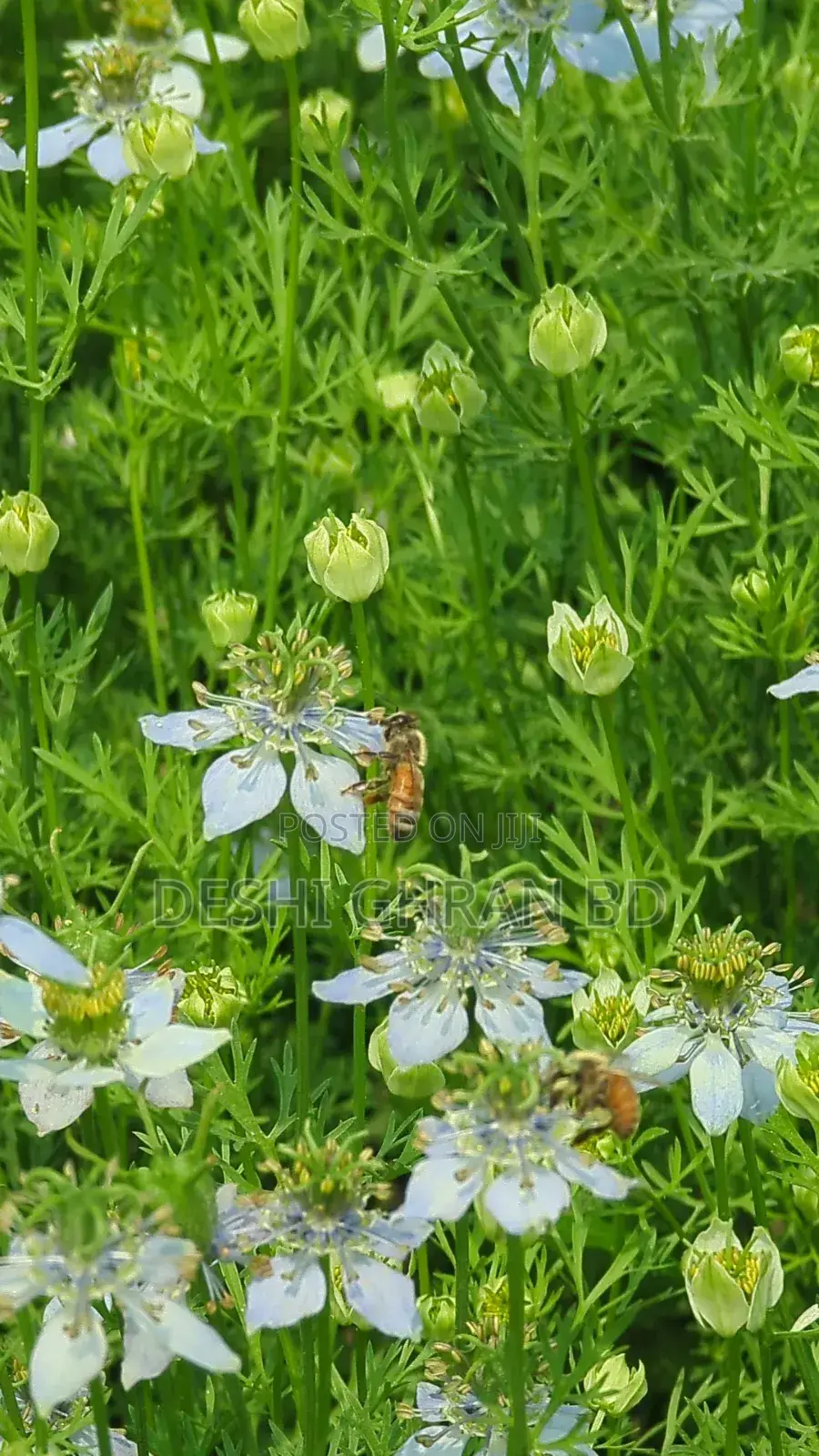 কালোজিরা ফুলের মধু