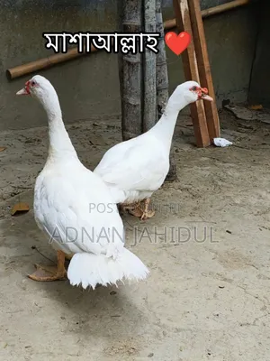 White Chinese Duck New Breeder Male