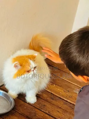 1+ Year Old Purebred Exotic Female Cat