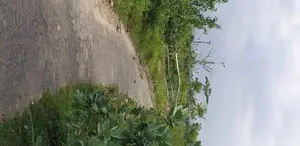 ১৫ ব্লক সি