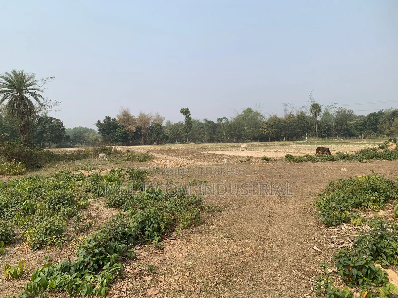 ৮৬০০০ স্কয়ারফিট জমি ভাড়া, মোট – ২১০ শতক, ৬ বিঘা