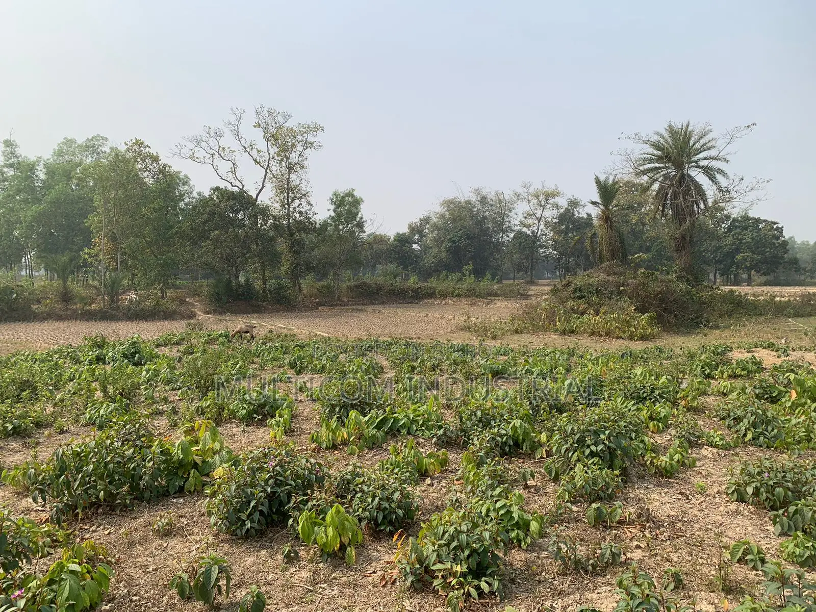 ৮৬০০০ স্কয়ারফিট জমি ভাড়া, মোট – ২১০ শতক, ৬ বিঘা