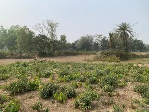 ৮৬০০০ স্কয়ারফিট জমি ভাড়া, মোট – ২১০ শতক, ৬ বিঘা