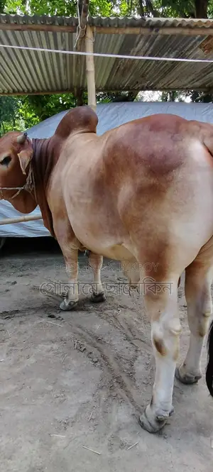 ষাঁড় গরু বিক্রয়