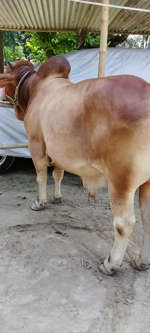 ষাঁড় গরু বিক্রয়