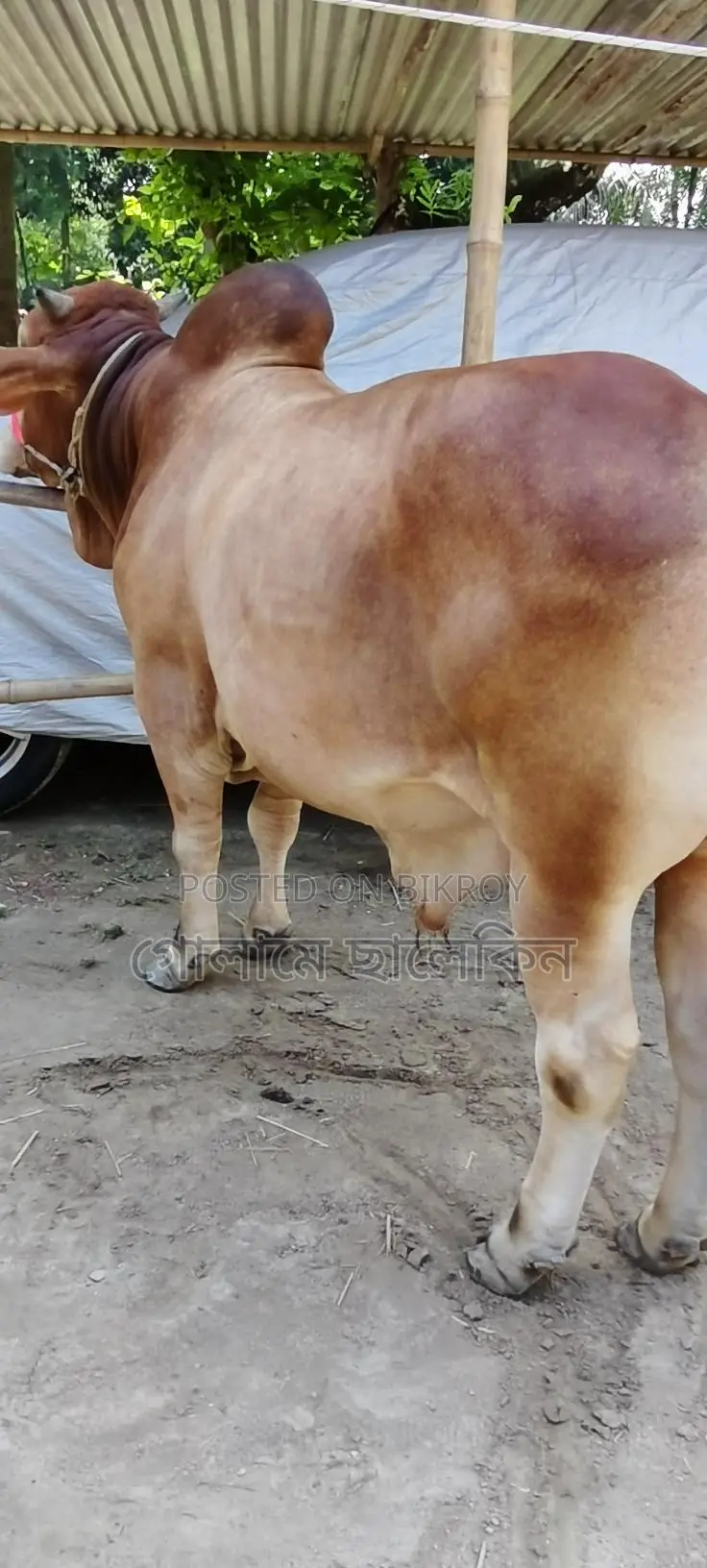 ষাঁড় গরু বিক্রয়