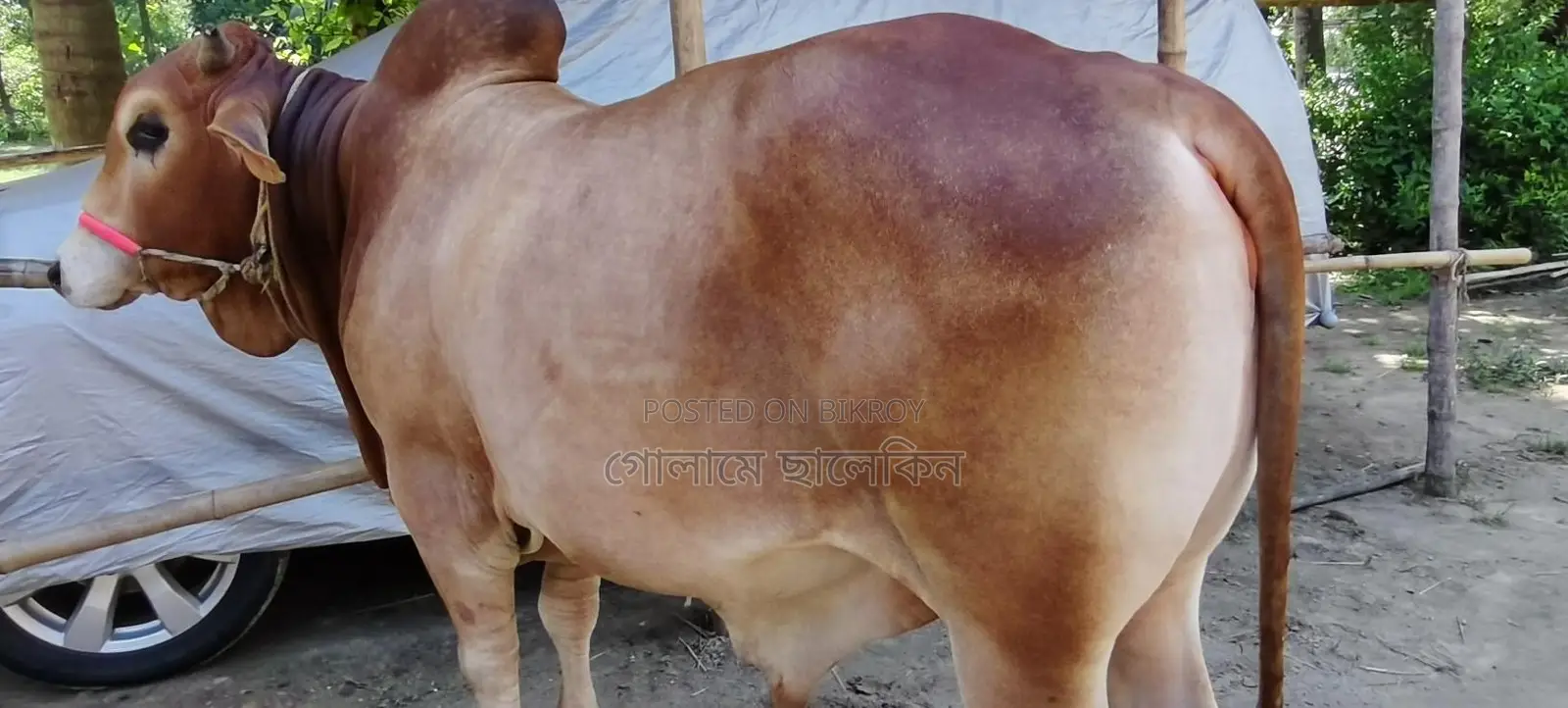 ষাঁড় গরু বিক্রয়