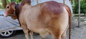 ষাঁড় গরু বিক্রয়