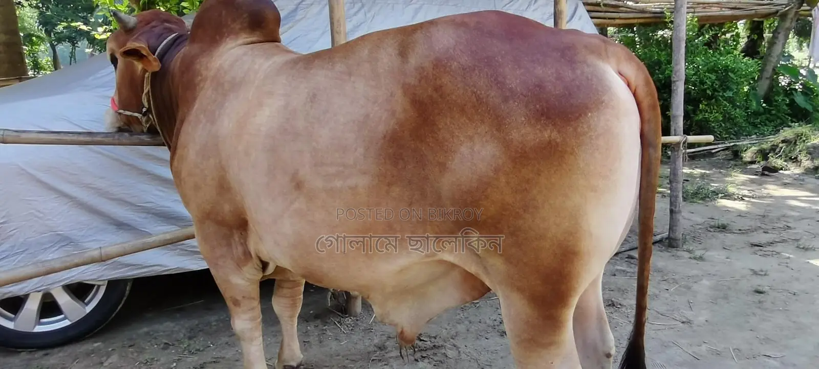 ষাঁড় গরু বিক্রয়