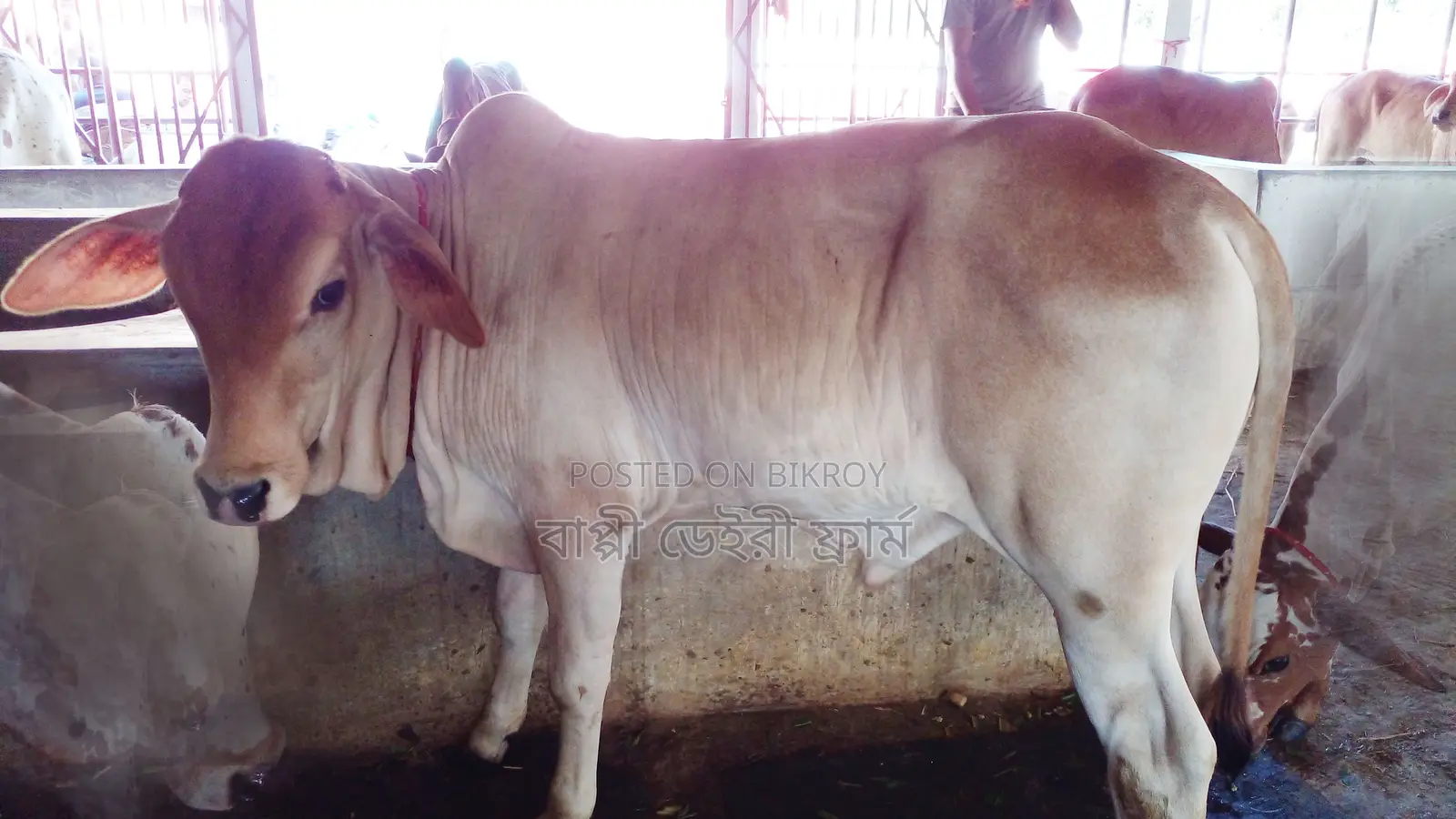 High-Quality Bull Calf (Calf No. 26)
