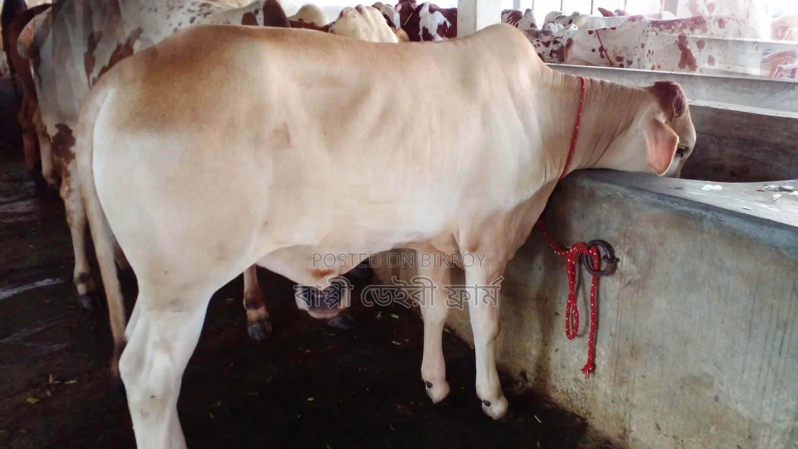 High-Quality Bull Calf (Calf No. 26)