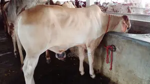 High-Quality Bull Calf (Calf No. 26)
