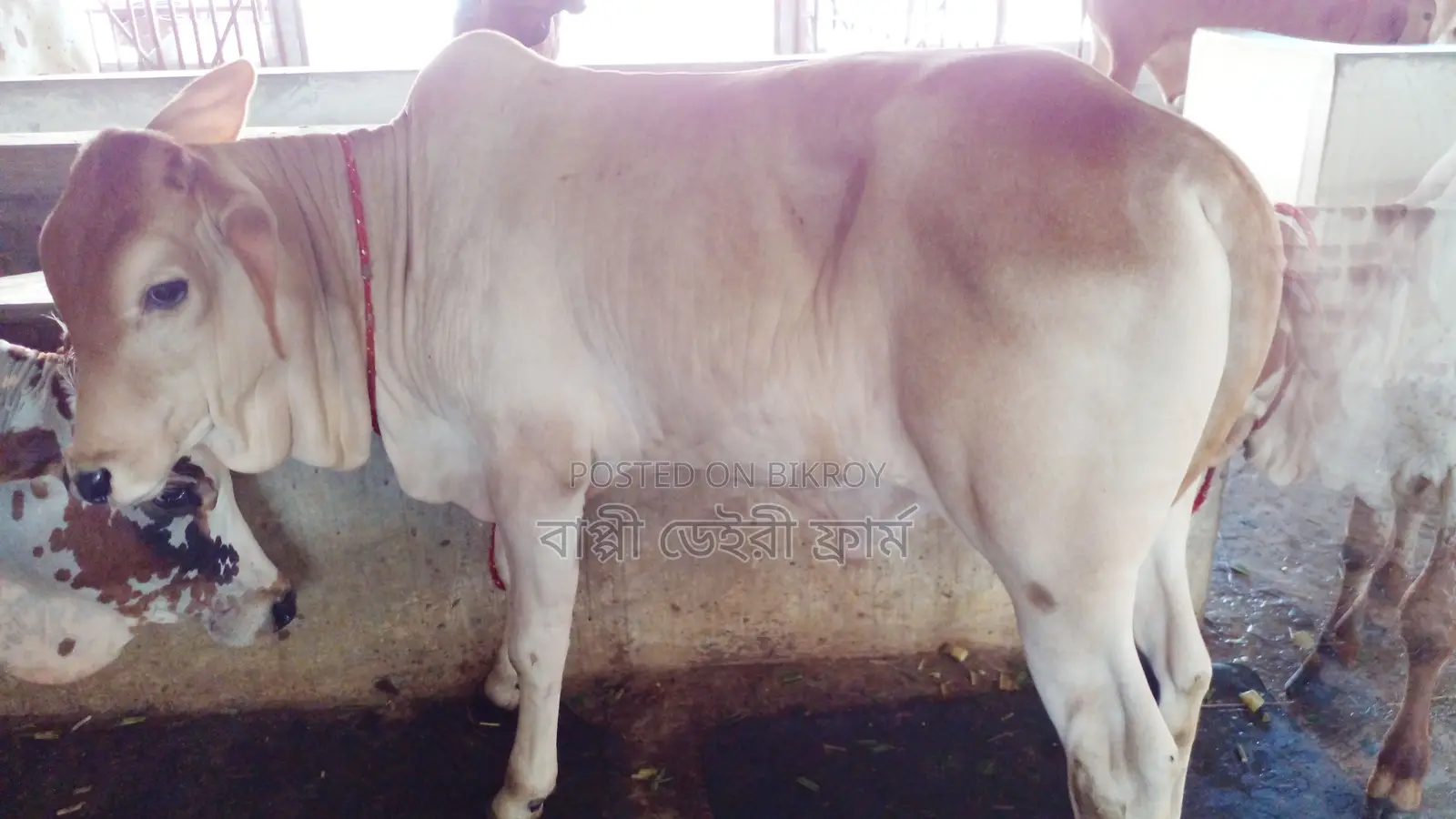 High-Quality Bull Calf (Calf No. 26)