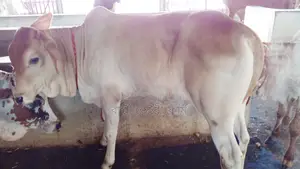 High-Quality Bull Calf (Calf No. 26)