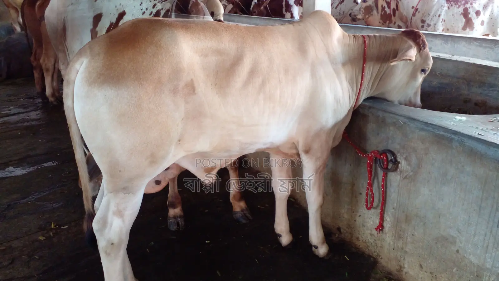 High-Quality Bull Calf (Calf No. 26)