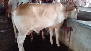 High-Quality Bull Calf (Calf No. 26)
