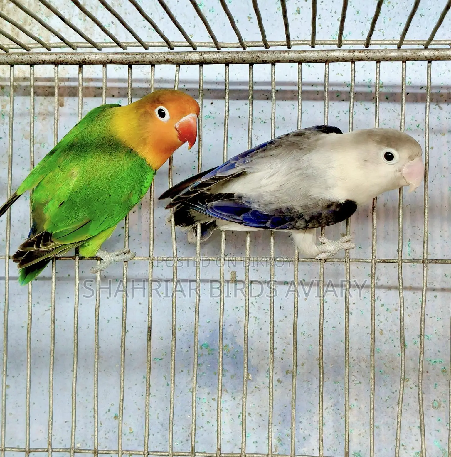 Lovebird Birds