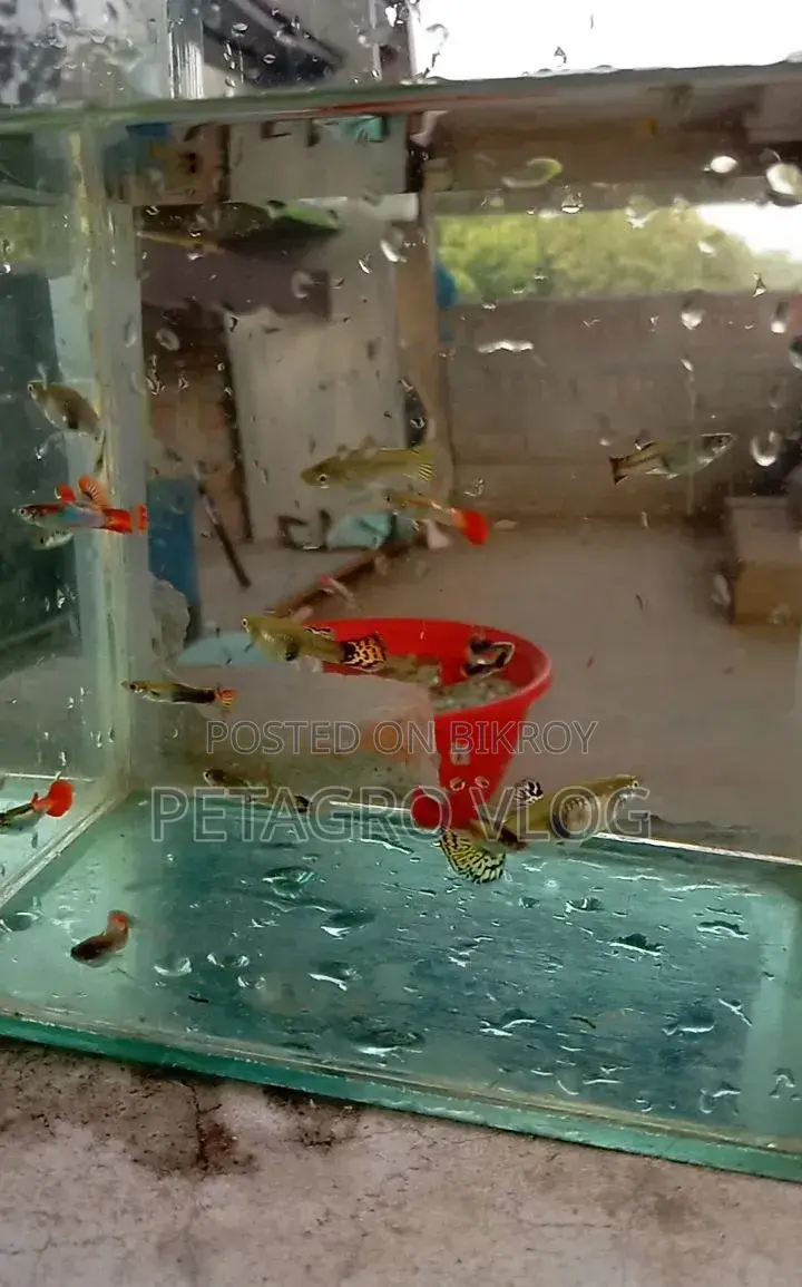 Beautiful Mix Guppys
