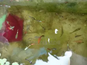 Beautiful Mix Guppys