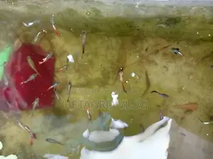 Beautiful Mix Guppys