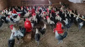 Fayoumi Chickens for Sale